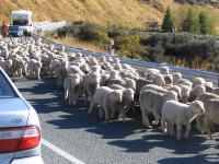 Albums/20060200-New Zealand 2006/20060317-Cook/5